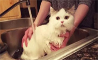 猫怀孕期间可以洗澡吗