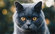 公猫母猫哪个好养