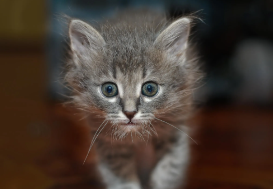 猫长叫是怎么回事