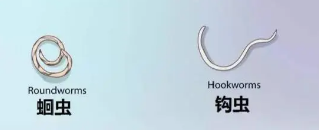 爱沃克好不好?能否解决猫咪耳螨问题? 爱沃克好不好?能否解决猫咪耳螨问题?