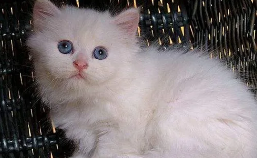 小猫寿命最多能活多少年呢 小猫寿命最多能活多少年呢