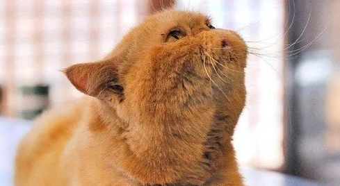怎么知道猫有没有猫传腹
