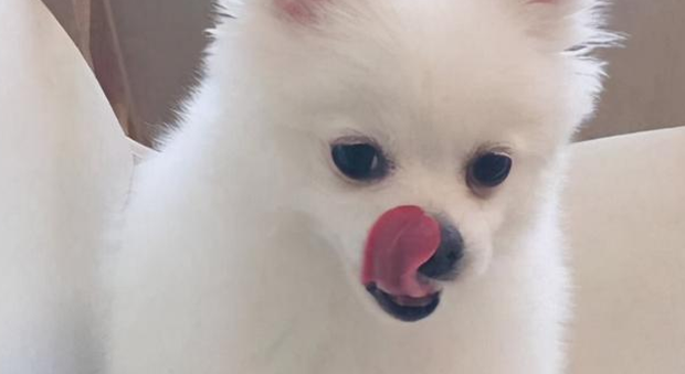 狗狗经常不吃东西是什么原因 狗狗经常不吃东西是什么原因