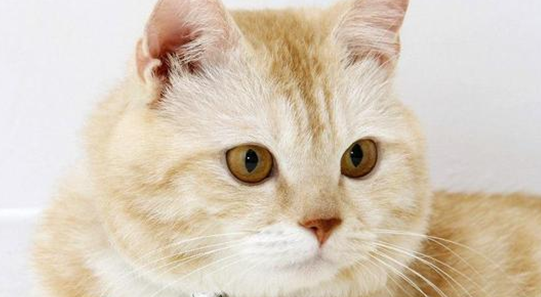 宠物猫能吃海苔吗 宠物猫能吃海苔吗