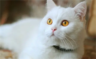 猫咪一直不生怎么办