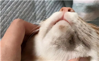 猫黑下巴严重用什么药比较好