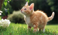 猫咪换牙期是什么时候