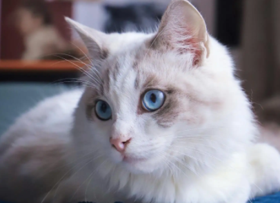 小猫脱肛怎么治疗？