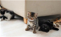 猫到底能不能长期笼养