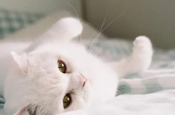 猫咪拉屎为什么老是粘在屁股上面 猫咪拉屎为什么老是粘在屁股上面
