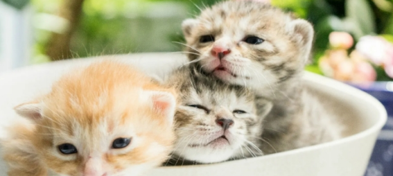 刚刚出生的小猫身上有跳蚤怎么办 刚刚出生的小猫身上有跳蚤怎么办