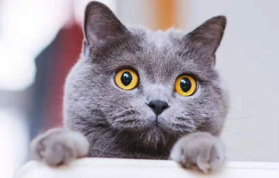 想要女蓝猫名字独特一点？看过来！