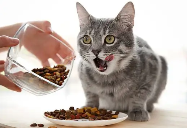 猫营养不良吃什么最好
