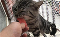 猫能吃西瓜吗为什么不能吃