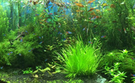 鱼缸水草种植方法