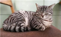 猫咪便血精神很好食欲也很好是什么原因