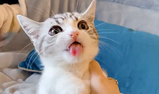 猫吃了驱虫药走路摇摇晃晃的怎么回事 猫吃了驱虫药走路摇摇晃晃的怎么回事