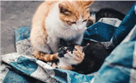 第一次生小猫怎么接生呢
