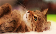 猫走路不稳东倒西歪是有什么问题