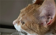 猫耳朵边上是裂开的两层有脏东西