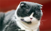 猫藓用什么药膏最有效