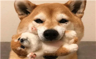 犬和狗有什么区别