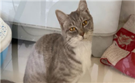 猫咪脱水是什么表现