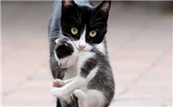 猫为什么单独叼一只小猫出来