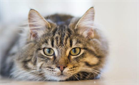 猫可以喝舒化奶吗？