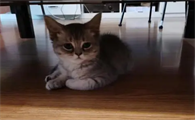 猫咪在35度的天气会热吗?