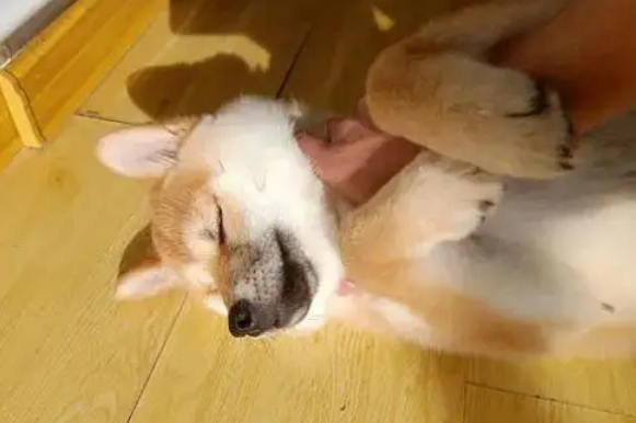 狗前庭神经炎能自愈吗吃什么药 狗前庭神经炎能自愈吗吃什么药