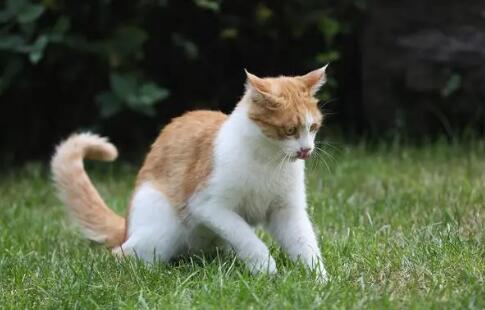猫吐了食物是怎么回事儿?该怎么办呢