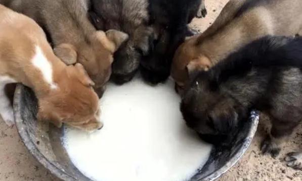 小狗能喝纯牛奶吗?