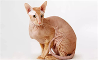 猫咪流口水黏稠透明臭的怎么办