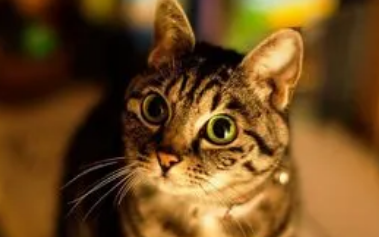 猫牙龈发红是怎么回事 猫牙龈发红是怎么回事