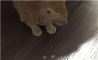 猫咪屁股上有白色粘液怎么回事