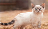 猫咪走路走不稳东摇西晃是怎么回事呀