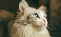 猫能吃干脆面吗