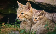 2个多月的野猫能变成家猫吗？