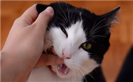 母猫多久做绝育比较好