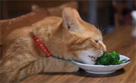猫能吃哪些水果或者蔬菜