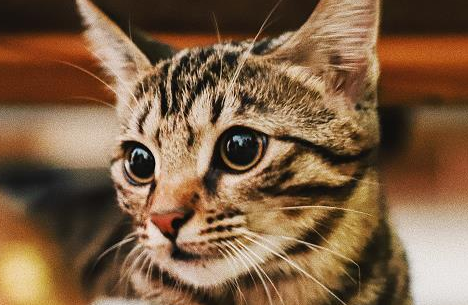 猫可以吃荔枝肉吗?