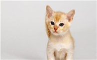 猫罐头从冰箱拿出来多久才能让猫吃掉