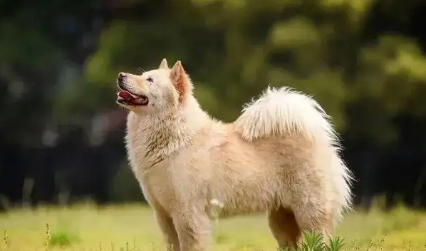 狗后腿局部掉毛
