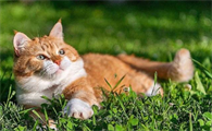 猫老是吐是什么原因导致的呢