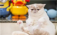 猫咪肚子大怎么判断是不是腹水呢