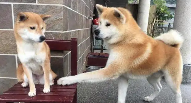 秋田和柴犬的区别是什么？你知道吗？