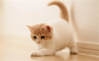 猫咪滴虫用什么驱虫药效果好