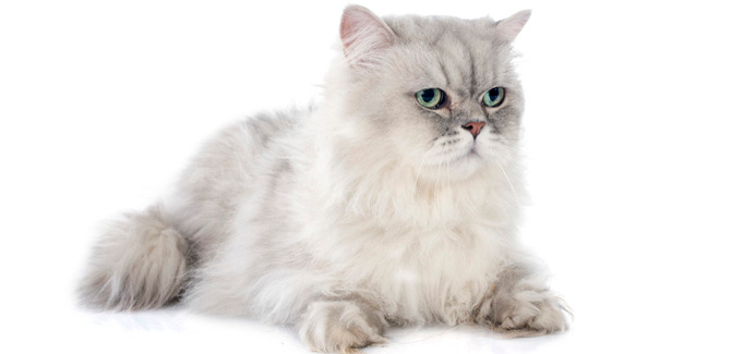 猫咪下体流液体但不生也不难受