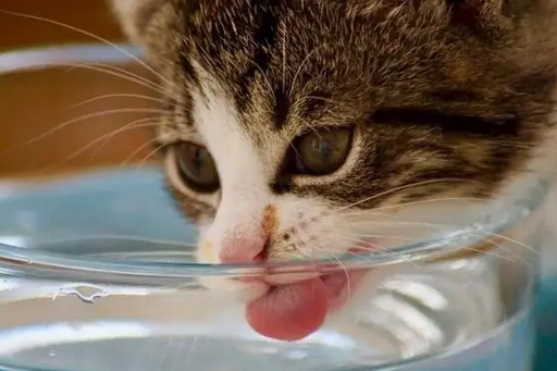 猫咪吹空调会感冒吗怎么办 猫咪吹空调会感冒吗怎么办